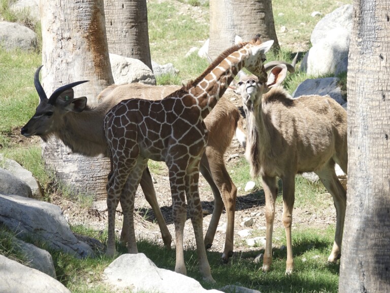 The Living Desert – Giraffe and Wildlife