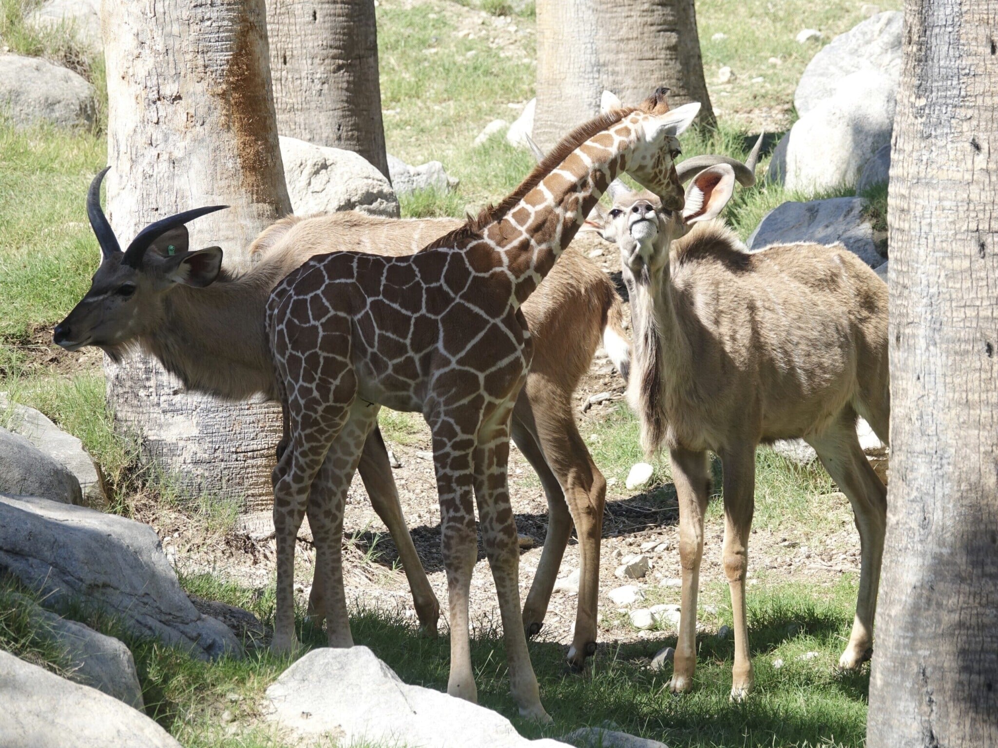 The Living Desert – Giraffe and Wildlife